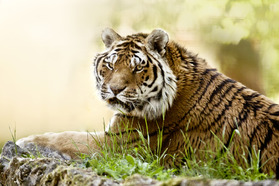 Győr ZOO Xantus János (Maďarsko)